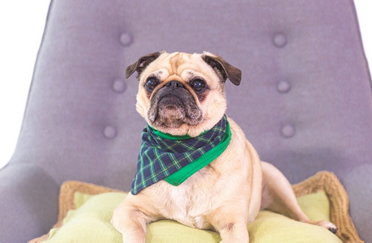 动物宠物监护仪厂家-可爱的狗狗们也需要监护，你知道吗？