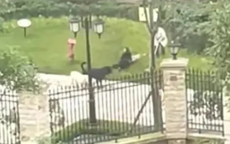 动物/宠物监护仪厂家天荣医疗-成都小女孩被恶狗咬伤事件让人深思！