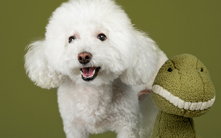 宠物监护/动物监护厂家天荣医疗-初冬以来，给流浪动物们多一份关爱！