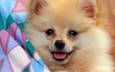 动物监护仪厂家天荣医疗-冬季，流浪动物们需要得到你的关爱！