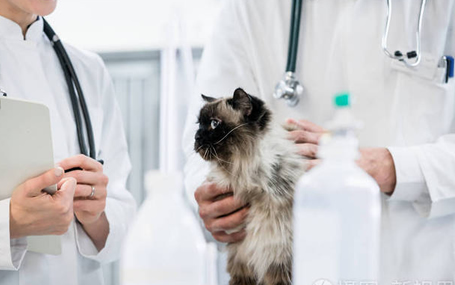 动物监护仪守护毛孩子们的健康，给宠物们更好的监护！