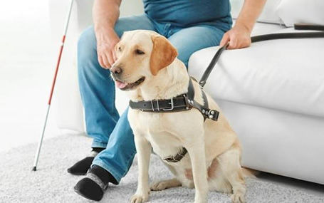 动物监护仪的功能特点有哪些？智能监护天荣医疗告诉你！