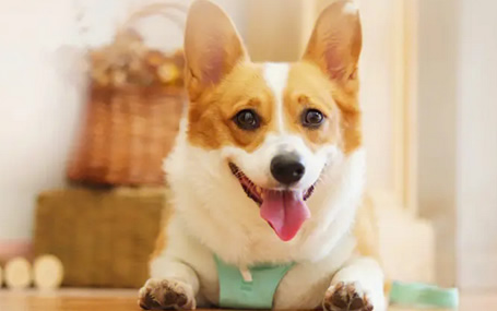 动物监护/宠物监护天荣医疗-寒假开始，孩子们的假期多了宠物的陪伴！