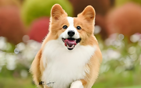 动物监护/兽用监护天荣医疗-宠物夏季拒绝厌食症！