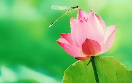 5G音视频远程会诊/急诊急救信息化系统天荣医疗-关于夏至的那些事！