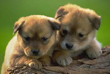 动物监护/宠物监护天荣医疗-寒夜里的小生命，需要一束暖光！