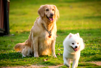 动物监护/宠物监护天荣医疗-雪落无声，善意有痕：这个冬天，为流浪的它们搭起一方暖巢