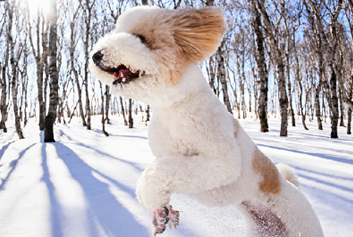 宠物监护/动物监护天荣医疗-大雪时节，它们在寒风中瑟瑟发抖：请给流浪小动物一点温暖