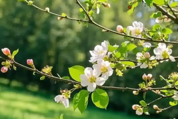 5G急诊急救/院前院内协同救治天荣医疗-春满神州，赴一场温柔与生机的春天约会！