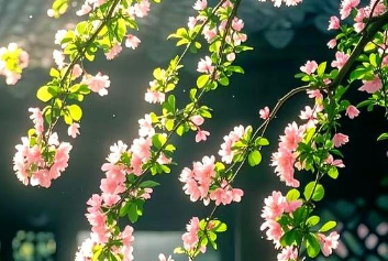 5G音视频远程会诊/智慧急救系统天荣医疗-今天春分：平分春色，不负人间好时节