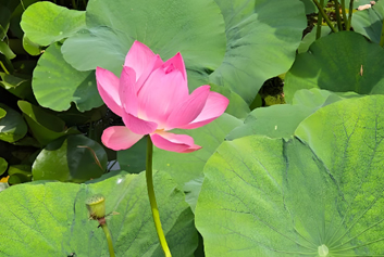 病人定位系统/5G音视频远程会诊天荣医疗-五月浅夏，赴一场温柔与热烈的相遇